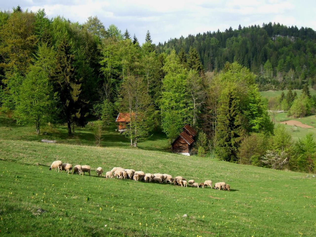 Planinski Mir Zaovine Extérieur photo
